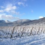 winter vineyard 1